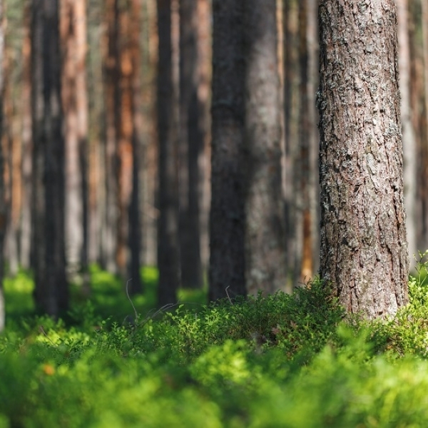 Is Timber Truly Renewable?