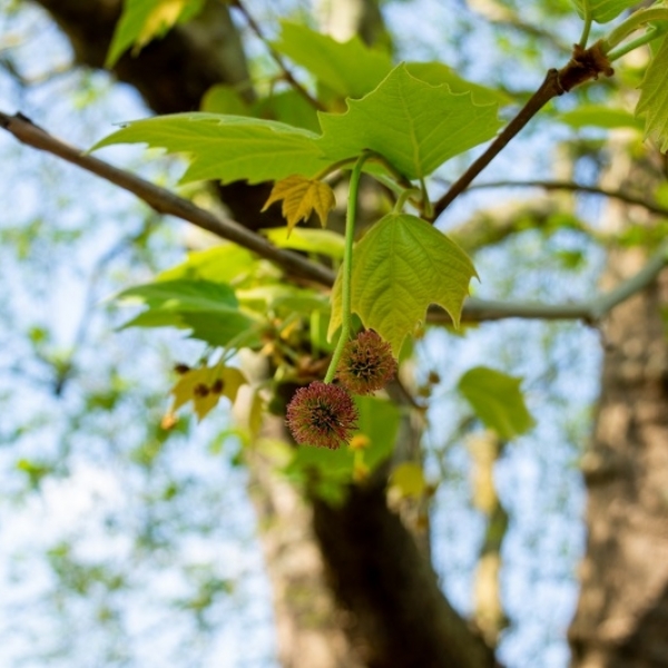 4 Things You Didn't Know About Hardwood Timber
