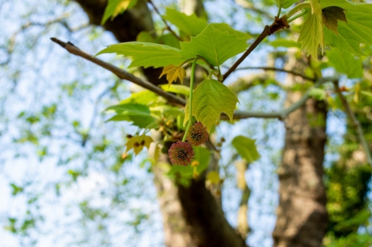 Hardwood tree