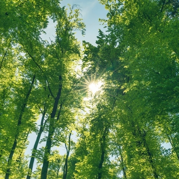 How renewable timber can lower the carbon footprint of your project