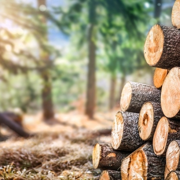 Timber by Numbers: The Amazing Facts and Figures of European Forestry