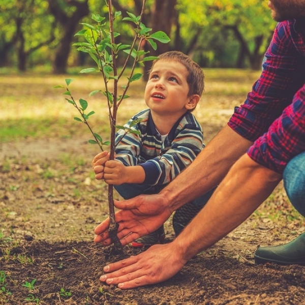 Tackling Climate Change: Is Planting Trees Really the Answer?