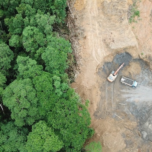Doomsday Report: What Would Happen if Our Forests Disappeared?