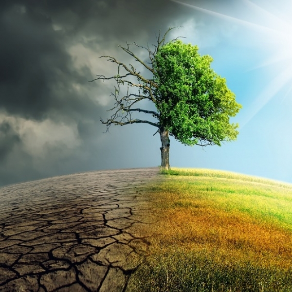 How will climate change affect timber quality?