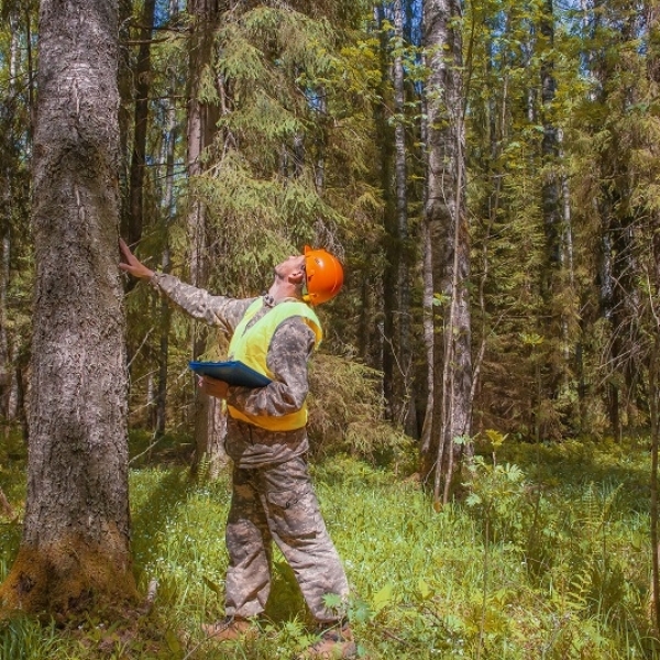  What are the ecological benefits of woodland conservation?