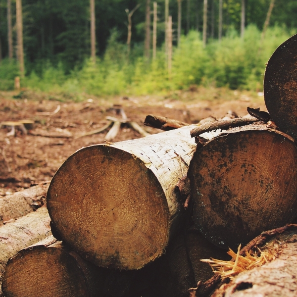 Trade Price Timber Suppliers