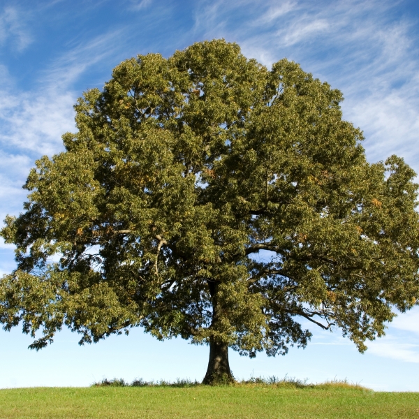 Why is oak such a good product to use? 