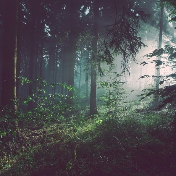 How the FSC® protects forest ecosystems around the world