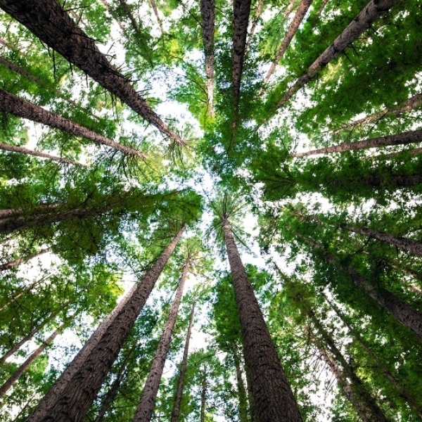 How trees grow - From seed to snag