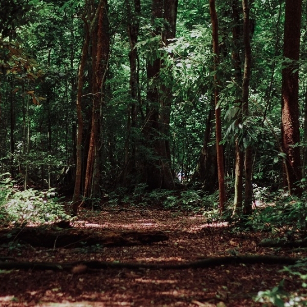 Why trees have so much more to offer than wood and paper