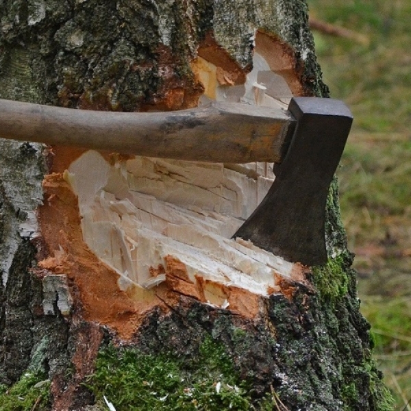 Chopped in Half