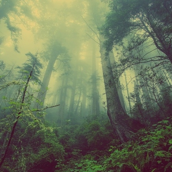 Wild Wild Woods / ‘Wood Wide Web’