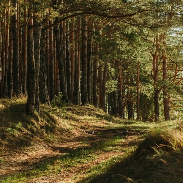 The Forest In Your House:  How Much Of Your Own House Depends On Forests?