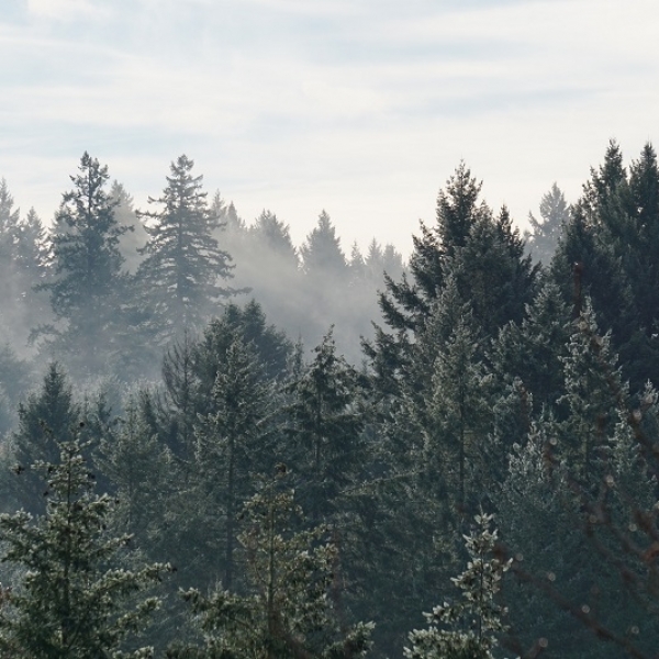 Wood Costs Less Campaign
