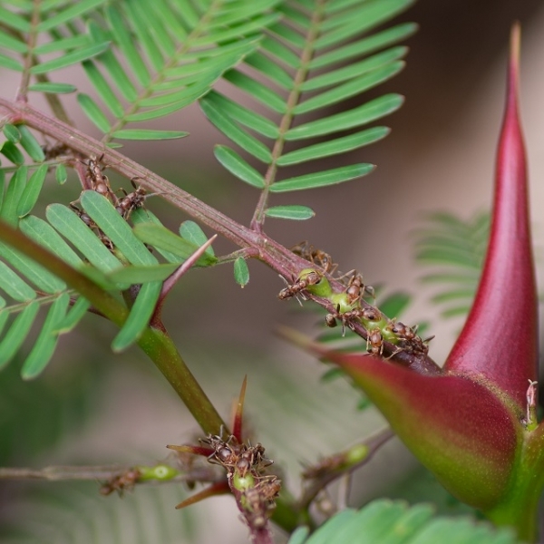 Self-protecting trees – how they protect themselves from predators