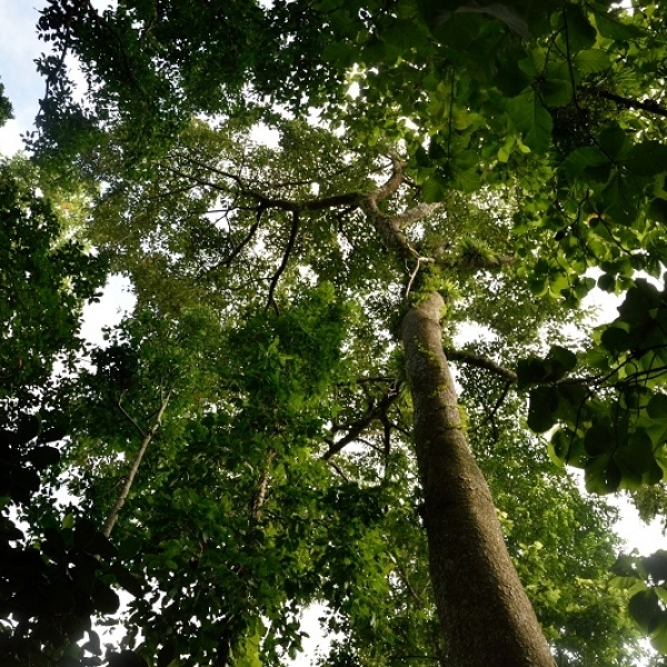 Spotlight on Species - Iroko