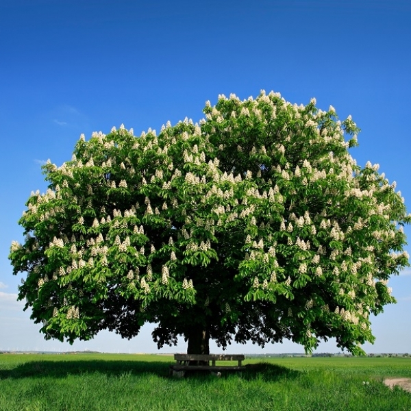 Spotlight on Species - Chestnut