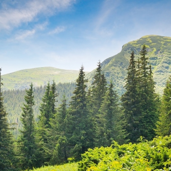 Britain’s Favourite Trees: Part Two