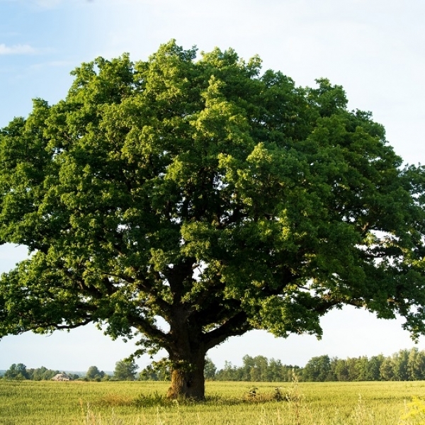 The Many Uses of Oak