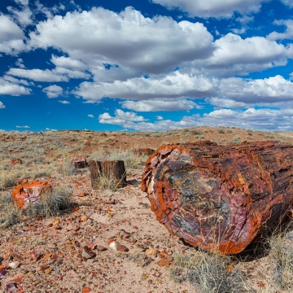 A Petrifying Look at Fossilised Trees