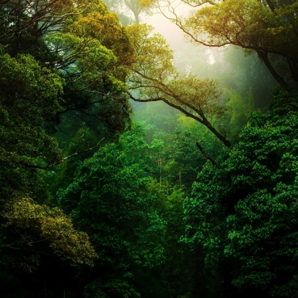 How Deforestation is Affecting our Planet