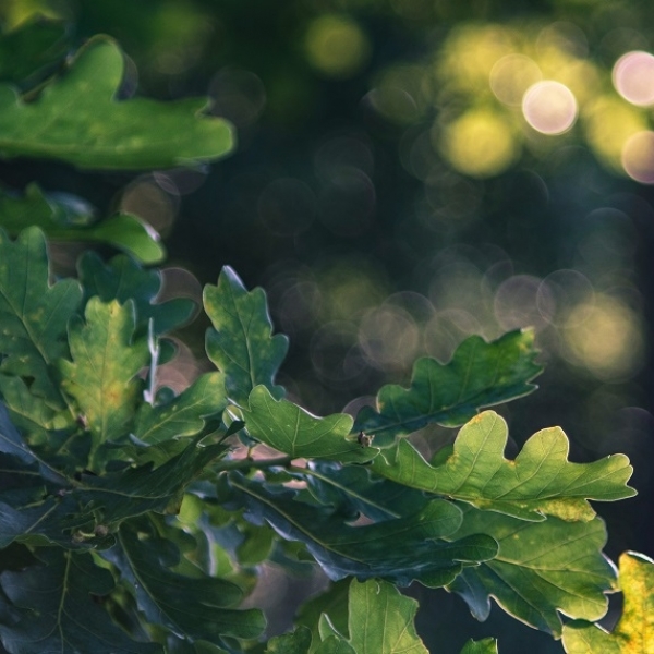 Tree of The Year Europe