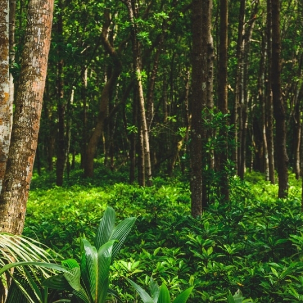 Fascinating facts about extinct trees