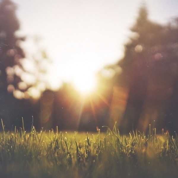 Trees are helping to tackle climate change by keeping us cool