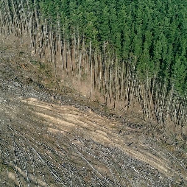 When does a tree become endangered?