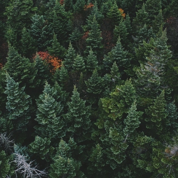 Global production of wood products is at its highest growth in 70 years
