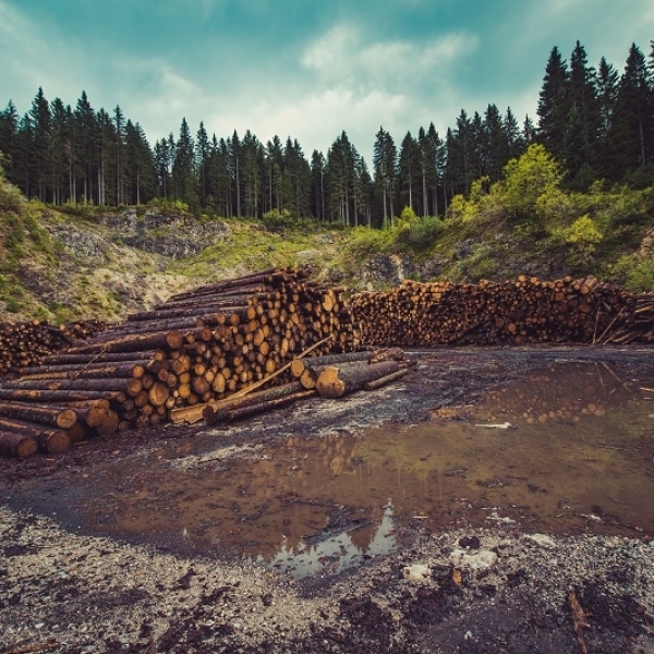What is the FSC doing to tackle climate change?