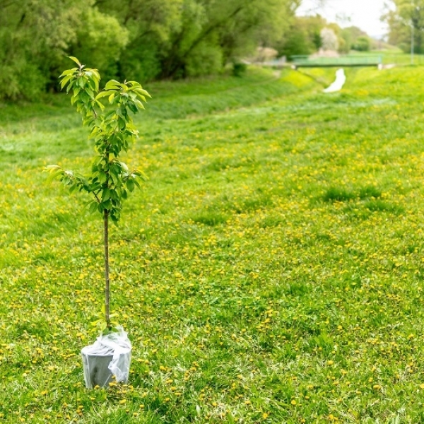 Why Do We Need a National Tree Week?